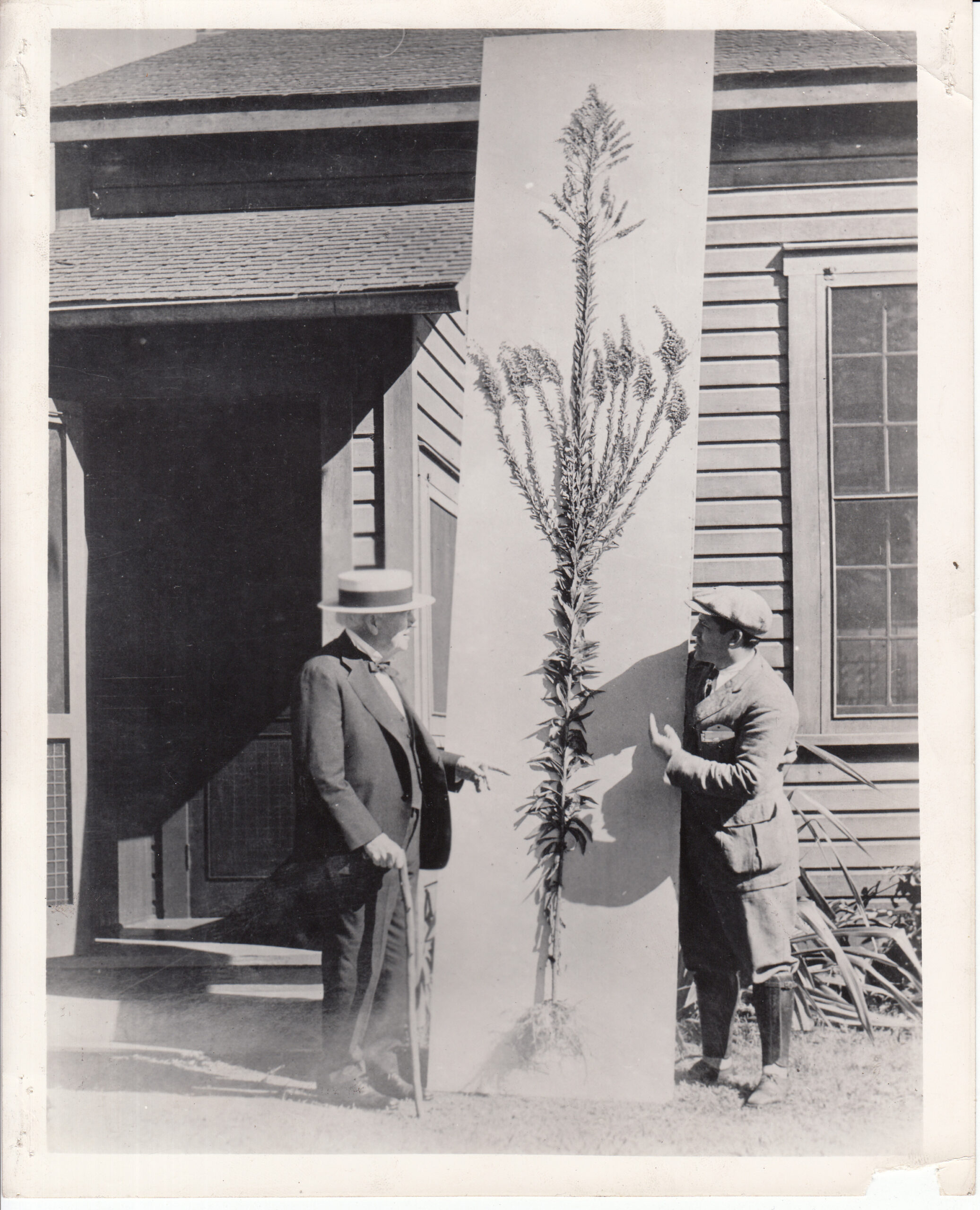 Thomas Edison examining a tall goldenrod sample for rubber in 1931