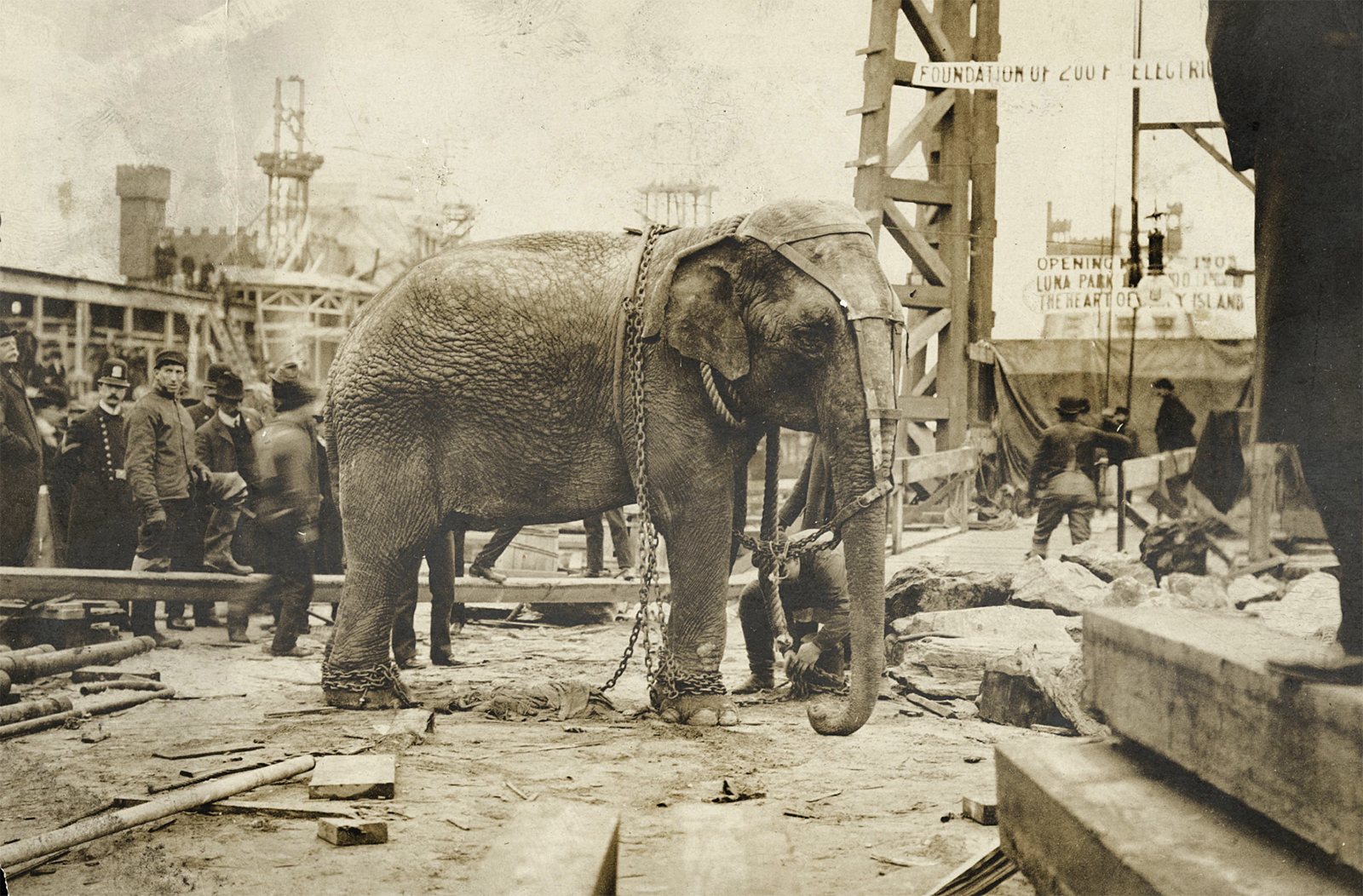 Topsy the elephant at Luna Park shortly before her death on 4 January 1903
